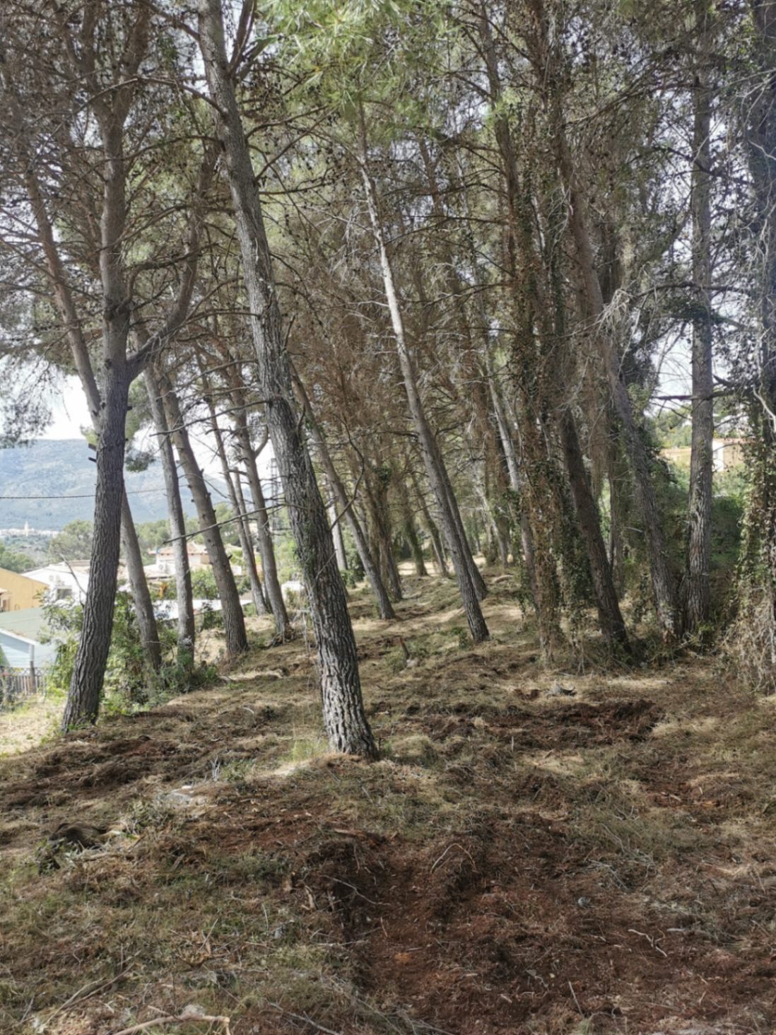Spacious plot for sale in a development in Alcalalí.